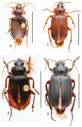 Figures 6–9. Habitus of Orthogonius spp. n. 6 Orthogonius gracililamella sp. n. holotype 7–9 Orthogonius pseudochaudoiri sp. n. paratypes. Scale bar: 10 mm.