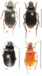 Figures 10–13. Habitus of Orthogonius spp. n. 10 Orthogonius constrictus sp. n. holotype 11 Orthogonius pinophilus sp. n. holotype 12 Orthogonius vari sp. n. holotype 13 Orthogonius variabilis sp. n. holotype. Scale bar: 10 mm.