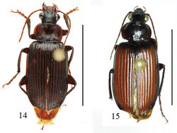 Figures 14–15. Habitus of Orthogonius variabilis sp. n. paratypes. Scale bar: 10 mm.