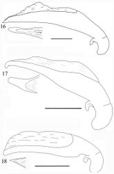 Figures 16–18. Aedeagus of Orthogonius spp. n. (lateral view, and apex in dorsal view) 16 Orthogonius taghavianae sp. n. holotype 17 Orthogonius coomanioides sp. n. holotype 18 Orthogonius similaris sp. n. holotype. Scale bar: 1 mm.