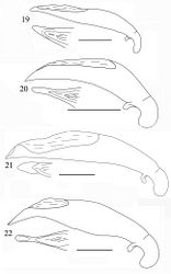 Figures 19–22. Aedeagus of Orthogonius spp. n. (lateral view, and apex in dorsal view) 19 Orthogonius setosopalpiger sp. n. holotype 20 Orthogonius gracililamella sp. n. holotype 21 Orthogonius pseudochaudoiri sp. n. holotype 22 Orthogonius constrictus sp. n. holotype. Scale bar: 1 mm.