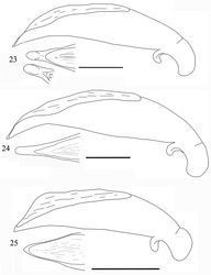 Figures 23–25. Aedeagus of Orthogonius spp. n. (lateral view, and apex in dorsal view) 23 Orthogonius pinophilus sp. n. holotype 24 Orthogonius vari n. sp. holotype 25 Orthogonius variabilis sp. n. holotype. Scale bar: 1 mm.