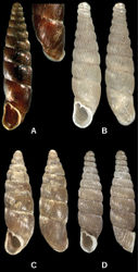 Figure 1. Genus Euxinella. A Euxinella alpinella sp. n. B Euxinella radikae radikae C Euxinella subaii; D Euxinella radikae hristovskii