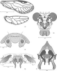 Figures 13–17. Loneura tuluaensis sp. n. male 13 Forewing and Hindwing 14 Front view of head 15 Paraprocts and epiproct 16 Hypandrium. 17 Phallosome. Scales in mm.