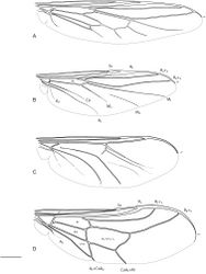 Figure 3. Acroceridae wings. Philopotinae: A Helle rufescens Brunetti B Schlingeriella irwini Gillung & Winterton. Acrocerinae C Ogcodes basalis Walker D Pterodontia davisi Paramonov (female). Scale line = 0.2 mm.