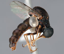 Figure 56. Helle longirostris (Hudson), male, lateral view [700556]. Body length = 5.0 mm.