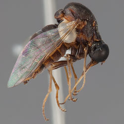 Figure 57. Helle longirostris (Hudson), female, lateral view [700557]. Body length = 5.5 mm.