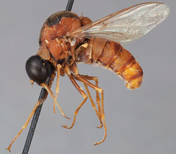 Figure 58. Helle rufescens Brunetti, male, lateral view [700558]. Body length = 8.5 mm.