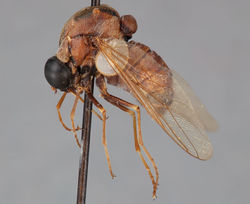 Figure 59. Helle rufescens Brunetti, female, lateral view [700559]. Body length = 7.0 mm.