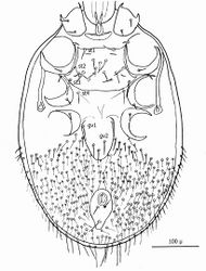 Figure 6. Line drawing of ♀ venter.