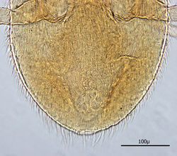 Figure 8. Posterior dorsum.