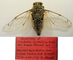 Figure 1. Holotype Male, Cicadatra ziaratica sp. n.