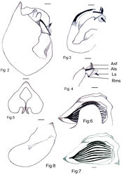 Figures 2–8. Cicadatra ziaratica sp. n., 2 Male pygofer lateral view 3–4 Aedeagus 5 Claspers 6 Timbal cover 7 Timbal 8 Operculum. Scale lines = 0.6 mm. Asf Aedeagus with serrated flap Als Aedeagus long spine Ls Lateral spine Rss Row of middle spines