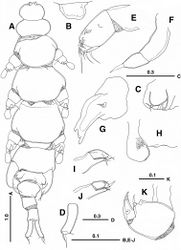 Figure 1. Enterognathus inabai sp. n. holotype female: A Habitus, dorsal view B Rostrum, dorsal view C Genital opening, right, dorsal view D Caudal ramus, left, dorsal view E Antennule F Antenna G Mandible H Labrum and paragnath, ventral view I Maxillule J Other maxillule K Maxilla. Scales in mm.