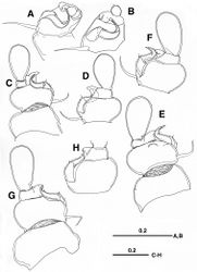 Figure 2. Enterognathus inabai sp. n. holotype female: A Leg 1, posterior view B Leg 1 excluding coxa (more or less flattened), posterior view C Leg 2, posterior view D Leg 2 excluding coxa, anterior view E Leg 3, posterior view F Leg 3 excluding coxa, anterior view G Leg 4, posterior view H Leg 4 excluding coxa and second endopodal segment, anterior view. Scales in mm.