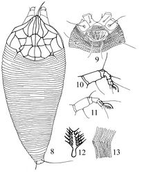 Figures 8–13. Gammaphytoptus schimae sp. n. 8 dorsal view of female 9 coxigenital area of female 10 leg I 11 leg II 12 tarsal empodium 13 lateral view of annuli.