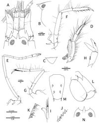 Figure 1. Alpheus cedrici sp. n. A–M holotype, male from Ascension Island (OUMNH.ZC. 2008-11-0017); N paratype, female, same locality (OUMNH.ZC. 2008-11-0018). A frontal region, dorsal B anterior carapace, lateral C tooth of ventromesial carina of first article of antennular peduncle, lateral D third maxilliped, lateral E second pereiopod, lateral F third pereiopod, lateral G fifth pereiopod, lateral H second pleopod, lateral I same, appendix masculina and appendix interna, mesial J same, detail of spiniform setae on protopod, lateral K third pleopod, detail of spiniform setae on protopod, mesial L uropod, dorsal M telson, dorsal N anterior carapace, dorsal.