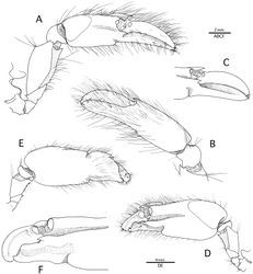 Figure 2. Alpheus cedrici sp. n. Holotype, male from Ascension Island (OUMNH.ZC. 2008-11-0017). A minor (right) cheliped, lateral B minor (right) chela and carpus, mesial C same, distal palm and fingers, lateral, setae omitted D major (left) cheliped, lateral E major (right) cheliped, mesial F same, distal palm and fingers, lateral, setae omitted.