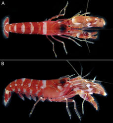 Figure 3. Alpheus cedrici sp. n. Holotype, male from Ascension Island (OUMNH.ZC. 2008-11-0017). A dorsal view B lateral view (photographs by S. De Grave).