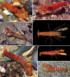 Figure 4. Colour patterns of some species of the Alpheus macrocheles (Hailstone, 1835) complex. A Alpheus macrocheles from Cadaques, Mediterranean coast of Spain B Alpheus macrocheles from Madeira C Alpheus amblyonyx Chace, 1972 from Guadeloupe D Alpheus amblyonyx from Isla Grande, Panama E Alpheus bellimanus Lockington, 1877 from Santa Barbara, California F Alpheus bellimanus from Galapagos G Alpheus sp. ? rectus Kim & Abele, 1988, from the Gulf of California. Photographic credits: A, Josep Lluis Peralta; B, Peter Wirtz; C, Frédéric Fasquel; D, Arthur Anker; E, Gregory Jensen; F, Todd Zimmerman (courtesy of Cleveland Hickman); G, Alex Kerstitch (from Kerstitch 1988[16], courtesy of A. Kerstitch).