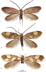 Figures 1–3. Adults. 1 ♂, Epimartyria auricrinella,  (4.9 mm) Canada: Quebec 2 ♂, Epimartyria bimaculella  (5.5 mm) Holotype, Canada: British Columbia 3 ♀, Epimartyria pardella (5.5 mm) USA: California. (Forewing length in parentheses).