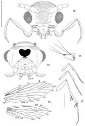 Figures 13–17. Epimartyria pardella, Adult morphology 13 Head (cl: clypeus; ga: galea; la: labrum; md: mandible) (0.5 mm) 14 Head, ventral view ( pp: proximal prelabium; dp: distal prelabium; lp: labial palpus) 15 right mandible 16 Wing venation, USNM slide 16613. 17 Legs (1.0 mm). (Scale lengths in parentheses).