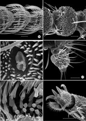 Figures 18–23. Epimartyria auricrinella, Adultmorphology 18 Flagellomeres with ascoid sensilla (20 µm) 19 Flagellomere with multiporus sensillum placodeum (20 µm) 20 Detail of multiporus sensillum placodeum in Fig. 19 (2 µm) 21 Apical segment of labial palpus with distal organ vom Rath (20 µm). 22 Sensilla of organ vom Rath (2 µm) 23 Mesothorcic pretarsus (20 µm). (Scale lengths in parentheses).