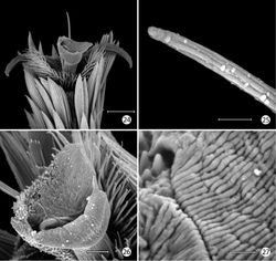 Figures 24–27. Epimartyria auricrinella, Adultmorphology 24 Mesothorcic pretarsus (20 µm) 25 Detail of pseudempodium of pretarsus (2 µm) 26 Arolium (5 µm) 27 Detail of surface of arolium (1 µm). (Scale lengths in parentheses).