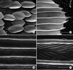 Figures 28–31. Epimartyria auricrinella, Forewing scale structure 28 Dorsal forewing scales from discal cell (40 µm) 29 Apical margin of scale in Fig. 28 (2 µm) 30 detail of Fig. 29 (2 µm) 31 Detail of Fig. 30 (1 µm). (Scale lengths in parentheses).