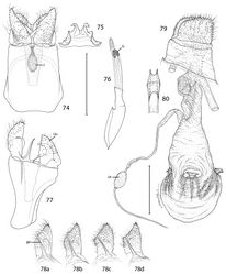 Figures 74–80. Epimartyria auricrinella, Genitalic morphology 74–78 Male, USNM slides 16615, 34372 74 Genital capsule, ventral view (0.5 mm); J: juxta (medial plate) 75 Sternum X (gnathos) 76 Aedeagus (G: gonopore (phallotreme) 77 Genital capsule, lateral view (Un: uncus, (tergum X) 78a Valva, lateral view, inner side (BP: basal process), slide USNM, 34372, Ottawa, Ontario 78b slide MIC5762, Lac Brûlé, Quebec 78c slide MIC5764, Wilderness State Park, Michigan 78d slide MIC5761, Lac Brûlé, Quebec 79–80 Female, USNM slide 17501, Mt. Albert, Quebec 79 Oviscape, lateral view (Ut: utriculus) (0.5 mm) 80 Genital sclerite, ventral view. (Scale lengths in parentheses).