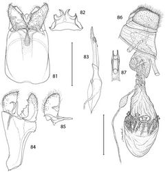 Figures 81–87. Epimartyria bimaculella, Genitalic morphology 81–85 Male, USNM slide 18410, Fraser Mill, British Columbia 81 Genital capsule, ventral view (0.5 mm) 82 Sternum X (gnathos) 83 Aedeagus 84 Genital capsule, lateral view 85 Valva 86–87 Female, USNM slide 33919, Fraser Mill, British Columbia 86 Oviscape, lateral view (0.5 mm) 87 Genital sclerite, ventral view. (Scale lengths in parentheses).