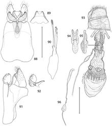 Figures 88–96. Epimartyria pardella, Genitalic morphology 88–92 Male, USNM slide 16613, Arcata, California 88 Genital capsule, ventral view (0.5 mm) 89 Sternum X (gnathos) 90 Aedeagus 91 Genital capsule, lateral view 92 Valva 93–96 Female, DRD slide 4528, Kneeland, California 93 Oviscape, lateral view (0.5 mm) 94 Genital sclerite, ventral view 95 Genital sclerite, lateral view 96 Ductus spermathecae, showing variation of vesicle position. (Scale lengths in parentheses).