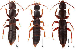 Figure 1. Male habitus of Lathrobium spp., A Lathrobium jiulongshanense B Lathrobium sheni CLathrobium zhaotiexiongi. Scales: 1.0 mm.