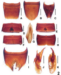 Figure 2. Lathrobium jiulongshanense. A female tergite VIIIB female sternite VIII C female tergites IX–XD male sternite IV E male sternite V F male sternite VI G male sternite IX H male sternite VII I male sternite VIII J aedeagus in lateral view K aedeagus in ventral view. Scales: 0.5 mm.