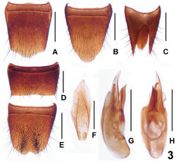 Figure 3. Lathrobium sheni. A female tergite VIIIB female sternite VIII C female tergites IX–XD male sternite VII E male sternite VIII F male sternite IX G aedeagus in lateral view H aedeagus in ventral view. Scales: 0.5 mm.