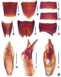 Figure 4. Lathrobium zhaotiexiongi. A female tergite VIIIB female sternite VIII C male sternite VD male sternite VI E female tergites IX–X F male sternite VIII G male sternite VII H male sternite IX I aedeagus in lateral view J aedeagus in ventral view. Scales: 0.5 mm.