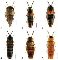 Figures 1–6. Dorsal habitus of: 1 Deinopsis illinoisensis Klimaszewski 2 Aleochara daviesi Klimaszewski & Brunke sp. n. 3 Aleochara lustrica Say 4 Aleochara tristis Gravenhorst 5 Tinotus trisectus Casey 6 Hoplandria klimaszewskii Génier. Scale 1mm.