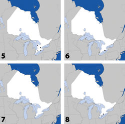 Maps 5–8. Distribution in Ontario of: 5 Tinotus trisectus Casey 6 Hoplandria klimaszewskii Génier 7 Hoplandria laevicollis (Notman) 8. Hoplandria laeviventris Casey.