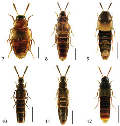 Figures 7–12. Dorsal habitus of: 7 Hoplandria laevicollis (Notman) 8 Hoplandria laeviventris Casey 9 Platandria carolinae Gyllenhal 10 Amarochara brevios Assing 11 Amarochara fenyesi Blatchley 12 Crataraea suturalis (Mannerheim). Scale 1mm.