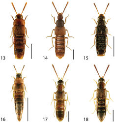 Figures 13–18. Dorsal habitus of: 13 Dexiogyia angustiventris (Casey) 14 Ilyobates bennetti Donisthorpe 15 Ocyusa canadensis Lohse 16 Oxypoda rubescans Casey 17 Parocyusa americana (Casey) 18 Parocyusa fuliginosa (Casey). Scale 1mm.