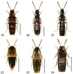 Figures 19–24. Dorsal habitus of: 19 Brachyusa helenae (Casey) 20 Gnypeta helenae Casey 21 Gnypeta nigrella (LeConte) 22 Myllaena cuneata Notman 23 Myllaena potawatomi Klimaszewski 24 Agaricomorpha websteri Klimaszewski & Brunke sp. n.Scale 1mm.