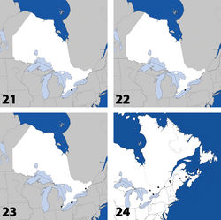 Maps 21–24. Distribution in Ontario of: 21 Gnypeta nigrella (LeConte) 22 Myllaena cuneata Notman 23 Myllaena potawatomi Klimaszewski. World distribution of: 24 Agaricomorpha websteri Klimaszewski & Brunke sp. n.