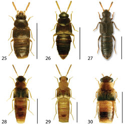 Figures 25–30. Dorsal habitus of: 25 Eumicrota corruscula (Erichson) 26 Eumicrota socia (Erichson) 27 Euvira micmac Klimaszewski & Majka 28 Gyrophaena affinis Mannerheim 29 Gyrophaena antennalis Casey 30 Gyrophaena brevicollis Seevers. Scale 1mm.