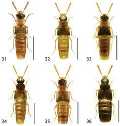 Figures 31–36. Dorsal habitus of: 31 Gyrophaena caseyi Seevers 32 Gyrophaena criddlei Casey 33 Gyrophaena dybasi Seevers 34 Gyrophaena fuscicollis Casey 35 Gyrophaena gilvicollis Casey 36 Gyrophaena meduxnekeagensis Klimaszewski and Webster. Scale 1mm.