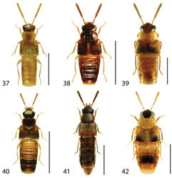 Figures 37–42. Dorsal habitus of: 37 Gyrophaena modesta Casey 38 Gyrophaena neonana Seevers 39 Gyrophaena stroheckeri Seevers 40 Gyrophaena uteana Casey 41 Leptusa carolinensis Pace 42 Phanerota fasciata (Say). Scale 1mm.