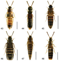 Figures 43–48. Dorsal habitus of: 43 Phymatura blanchardi (Casey) 44 Thecturota pusio (Casey) 45 Placusa incompleta Sjöberg 46 Placusa vaga Casey 47 Acrotona smithi (Casey) 48 Acrotona subpygmaea (Bernhauer). Scale 1mm.