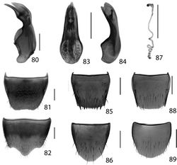 Figures 80–89. Aleochara daviesi Klimaszewski & Brunke sp. n.: 80 aedeagus in lateral view 81 male tergite 8 82 male sternite 8. Dexiogyia angustiventris (Casey) 83 aedeagus in abparameral view 84 aedeagus in lateral view 85 male tergite 8 86 male sternite 8 87 spermatheca 88 female tergite 8 89 female sternite 8. Scale 0.2 mm.