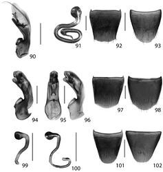 Figures 90–102. Oxypoda rubescans Casey 90 aedeagus lateral view. Parocyusa americana (Casey) 91 spermatheca 92 female tergite 8 93 female sternite 8. Parocyusa fuliginosa (Casey) 94 aedeagus in lateral view [specimen from type series North Carolina] 95 aedeagus in abparameral view [Newfoundland] 96 aedeagus in lateral view [Newfoundland] 97 male tergite 8 98 male sternite 8 99 spermatheca [specimen from type series North Carolina] 100 spermatheca [Newfoundland] 101 female tergite 8 102 female sternite 8. Scale 0.2 mm.