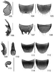 Figures 103–115. Agaricomorpha websteri Klimaszewski & Brunke sp. n.: 103 aedeagus lateral view 104 male tergite 8 105 male sternite 8. Gyrophaena caseyi Seevers: 106 aedeagus lateral view 107 male tergite 8 108 male sternite 8. Thecturota pusio (Casey) 109 aedeagus lateral view 110 aedeagus abparameral view 111 male tergite 8 112 male sternite 8 113 spermatheca 114 female tergite 8 115 female sternite 8. Scale 0.2 mm.