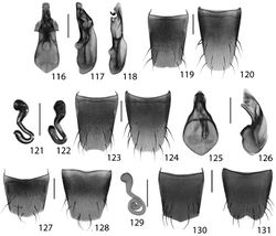 Figures 116–131. Acrotona smithi (Casey) 116 aedeagus abparameral view 117 aedeagus lateral view internal sac retracted 118 aedeagus lateral view internal sac everted 119 male tergite 8 120 male sternite 8 121–122 spermathecae 123 female tergite 8 124 female sternite 8. Acrotona subpygmaea (Bernhauer): 125 aedeagus abparameral view 126 aedeagus lateral view 127 male tergite 8 128 male sternite 8 129 spermatheca 130 female tergite 8 131 female sternite 8. Scale 0.2 mm.